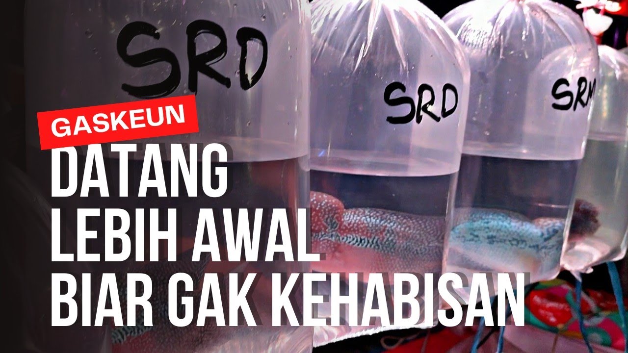 HARUS DATANG LEBIH AWAL BIAR GAK KEHABISAN || UPDATE HARGA IKAN LOUHAN DI PASAR IKAN HIAS JATINEGARA