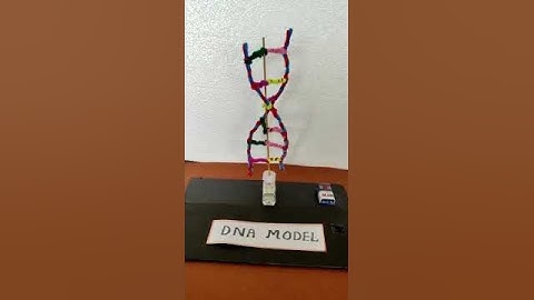 Double helix DNA working model #schoolproject  #scienceproject