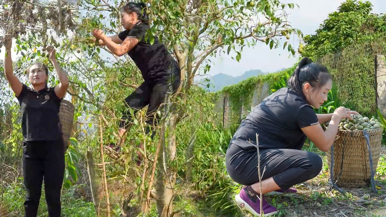 Ambarella Harvest Season | Health Benefits, Culinary Uses, and Selling at the Farmers Market