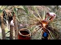 La miel de palma y guarapo. Extracción artesana de savia de palmeras | Oficios Perdidos | Documental