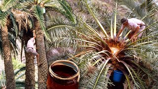 MIEL DE PALMERA. Peligrosa extracción de la SAVIA O GUARAPO desde lo alto de las palmeras