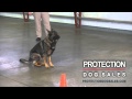 Home Raised Personal Protection Dogs W/ Mental Stability and Turn Key Obedience For Sale