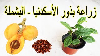 زراعة بذور الاسكدنيا (البشملة) الموجودة داخل الثمرة