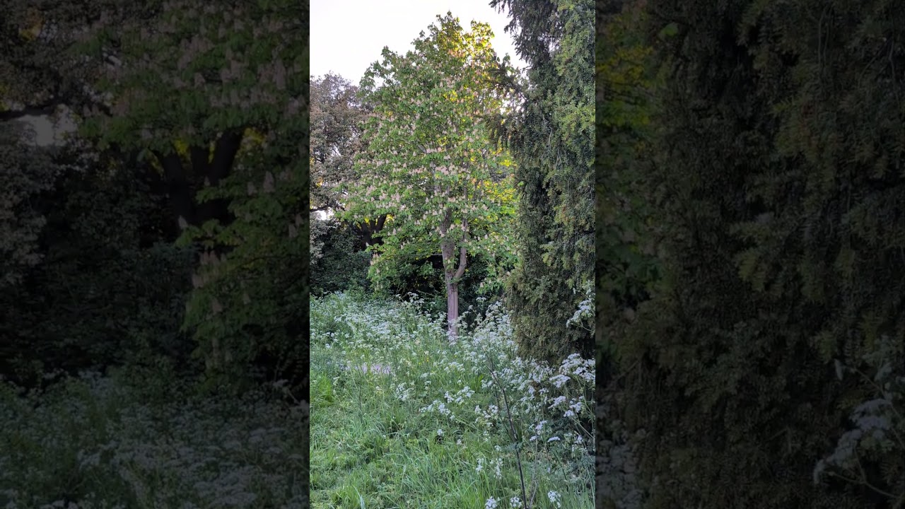 🌿  Blooming hogweed. 