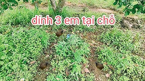 Bẫy chim cút. Đơn giản nhưng hiểu khó miêu tả