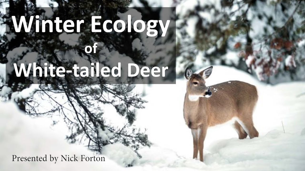 Braintree and Randolph Conservation Commissions Presents - Winter Ecology of White-tailed Deer