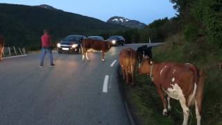 Cows blocking the road in Norway