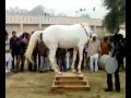 2013 pakistan horse dance mast kora must watch mangla dam