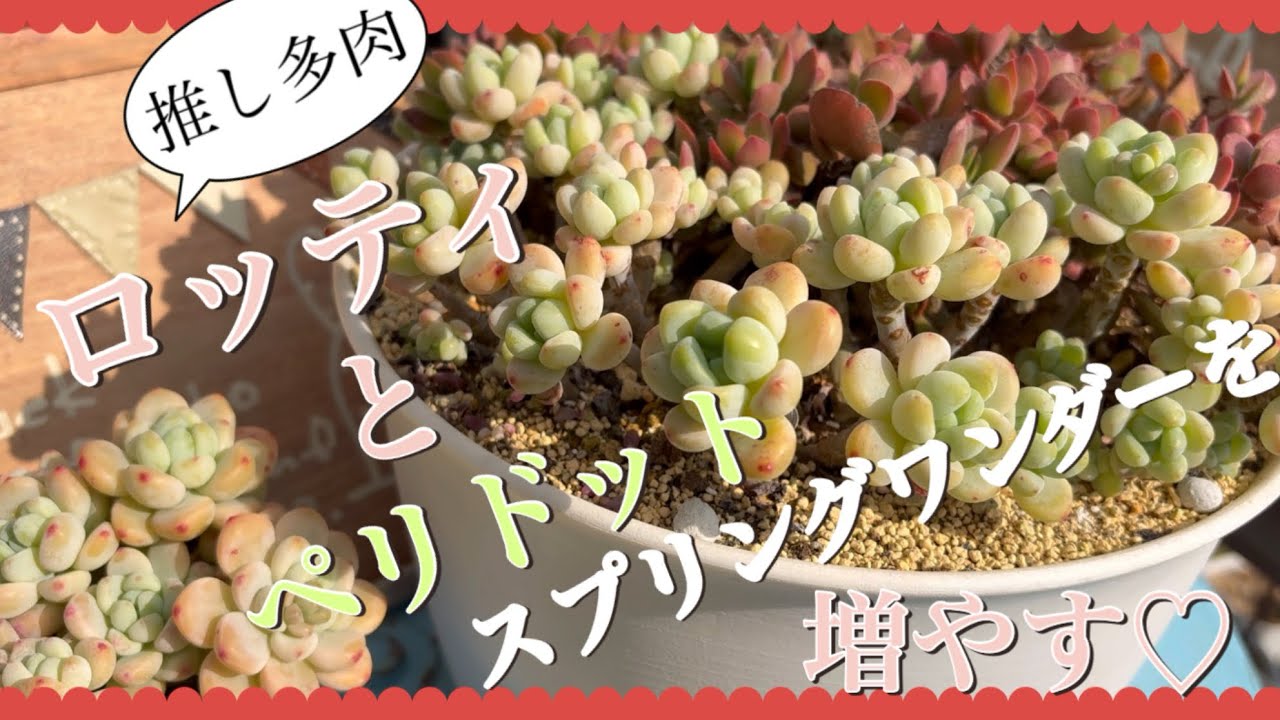 多肉植物】#82ロッティとペリドット、スプリングワンダーを増やす
