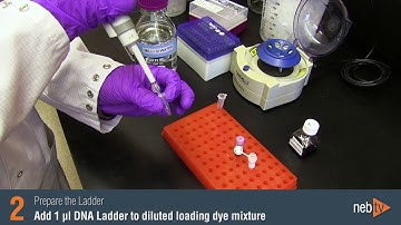 How to Prepare and Load a Standard DNA Ladder