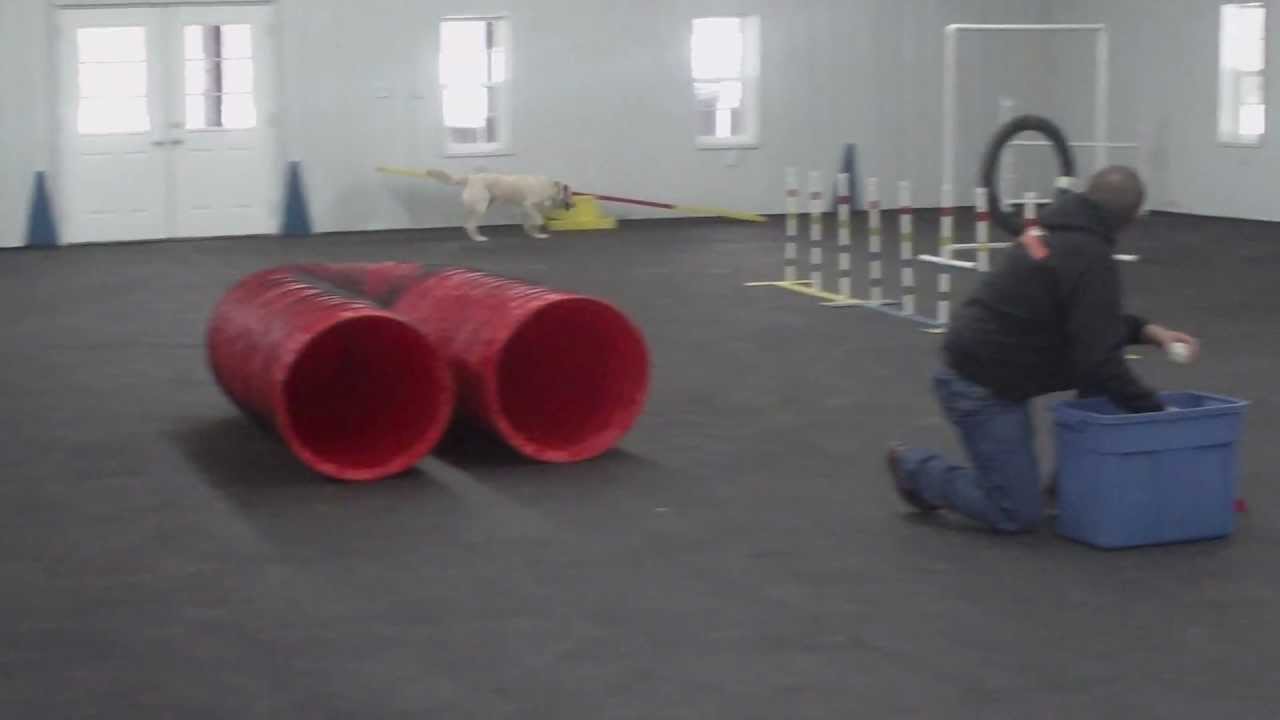 Aldens Kennels Dog Boarding Mchenry IL. YouTube