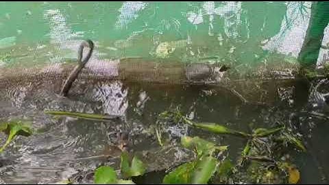 RẮN RI CÁ LỨA ĂN MÒI CHẾT. VÀ ĐU LOAI CÁ. AE CẦN ALO.0327487112