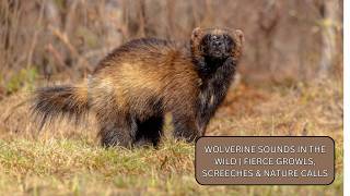 Wolverine Sounds in the Wild | Fierce Growls, Screeches & Nature Calls