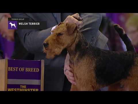 Video: Welsh Terrier Honderas Allergene, Gesondheid En Lewensduur