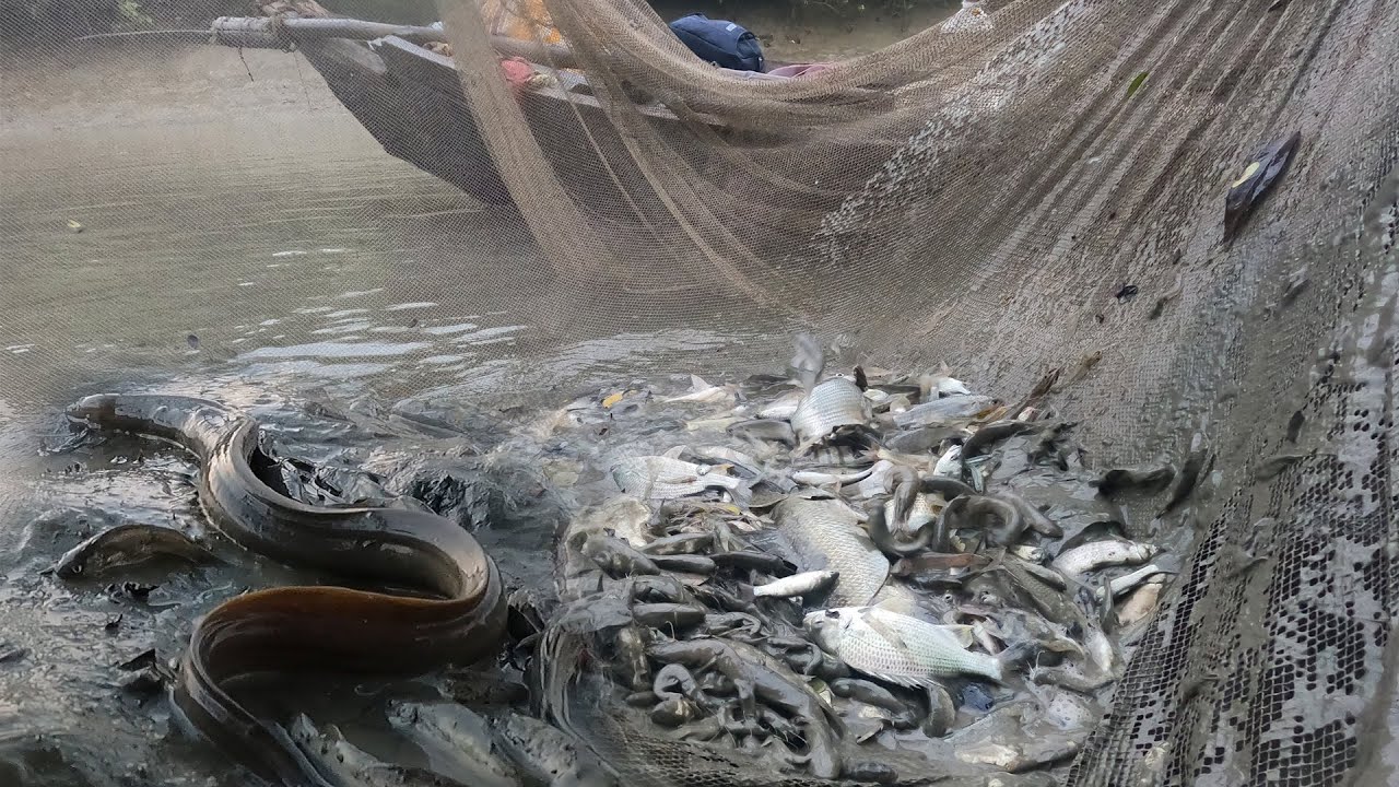 Amazing EEL Fish and King crab at sundarbans Island | Best Hand Fishing | Costal Area Fishing