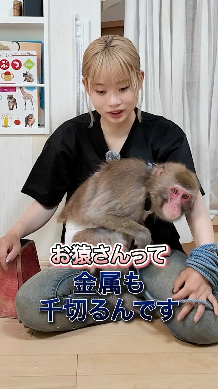 ほのぼのお猿チャンネル-猿芸工房 - YouTube