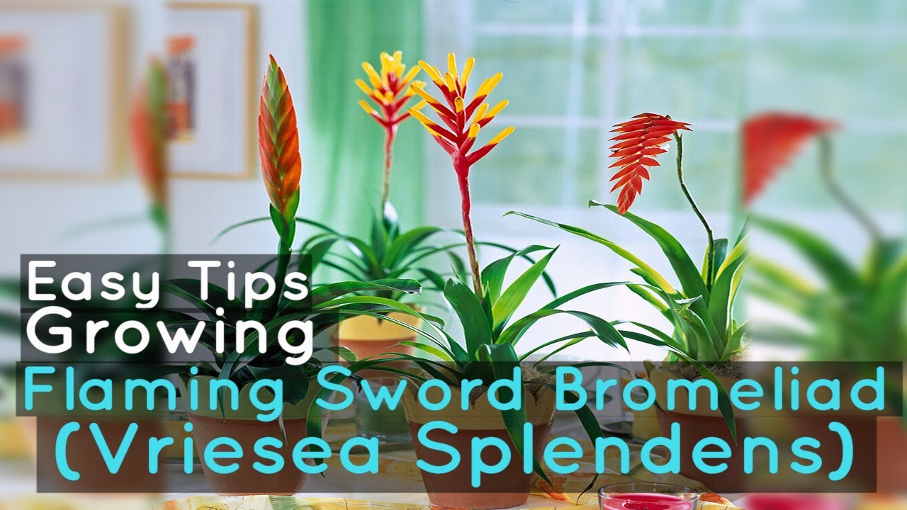 Growing Flaming Sword Bromeliad (Vriesea Splendens): Easy Tips - YouTube