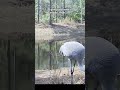 DID YOU KNOW? A group of cranes is called a 'siege' #shorts