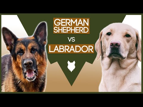 Video: Ինչպես քայլել Labrador Retriever- ով