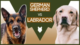GERMAN SHEPHERD vs LABRADOR RETRIEVER