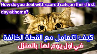 كيف تتعامل مع القطة الخائفة في اول يوم لها بالمنزل ؟ / How do you deal with scared cats