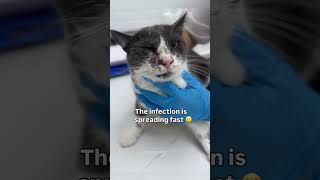 Please donate #viral #viralvideo #catsoftiktok #catsofinstagram #catsofyoutube #catvideos #cats #res