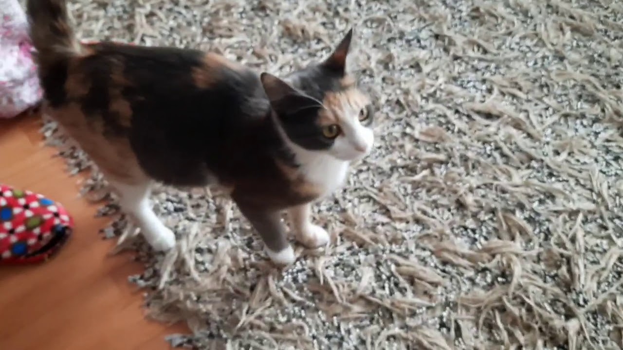 KÖPÜĞÜN HAMİLELİK ZAMANLARI (Komik kediler sokak hayvanları yavru kedi