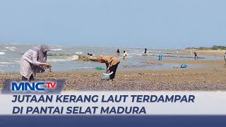 Jutaan Kerang Laut Terdampar di Pantai Selat Madura, Langsung Diserbu Warga Sekitar - LIS 25/07