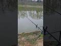 pescuit la balta Icloda. #pescuit #fishing #carp #pescuitlafeeder