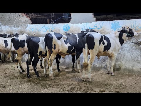 العالم كله يحضر هنا شوف بنفسك النهارده السعر محصلش عجول التحويل العالي بمزرعة المعلم محمد ابو حموده