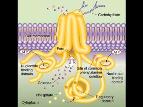 HNES: 111 NDSU - Cystic Fibrosis