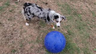 Her herding ball keeps ber entertained for hours + she's exhausted aft, herding ball labrador