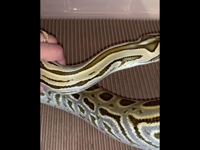 Hypo Labyrinth Burmese Python