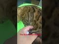 The Mink Snow Bengal Cat
