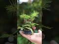 真夏の松ぼっくり豆盆栽 #bonsai #盆栽 #gardening #garden #shorts #nature