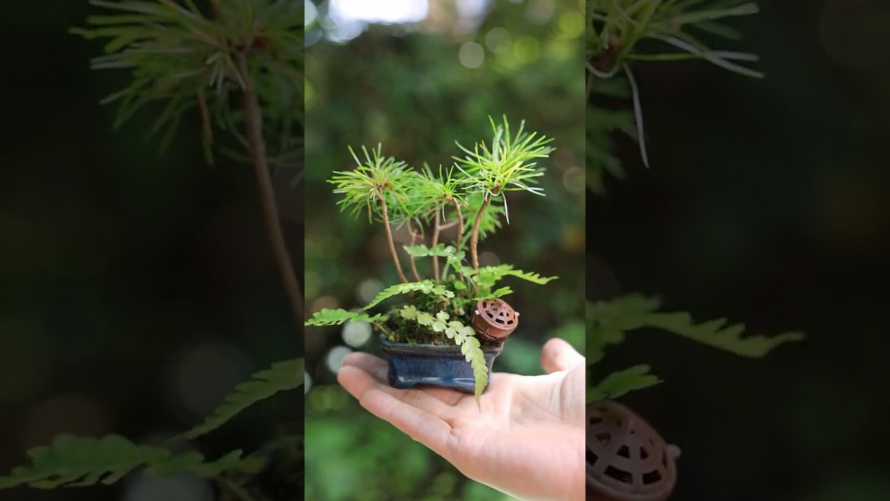 真夏の松ぼっくり豆盆栽 #bonsai #盆栽 #gardening #garden #shorts #nature