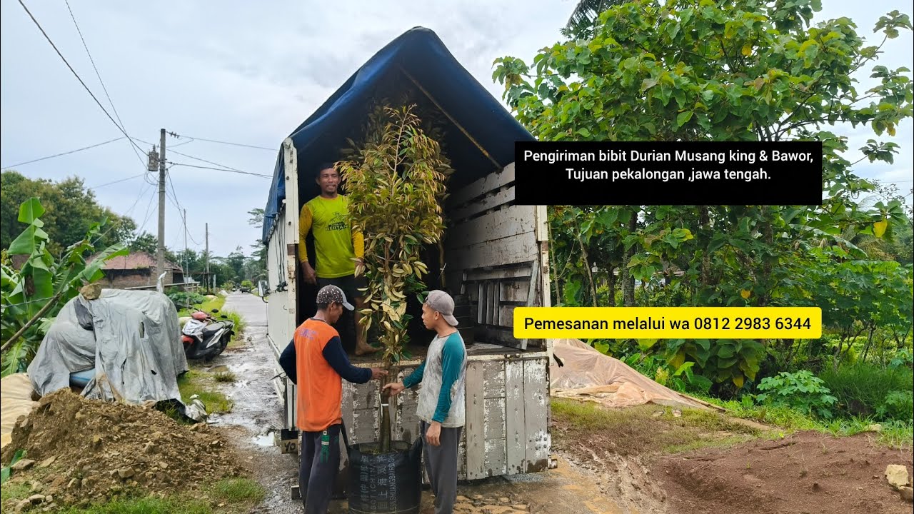 Pengiriman bibit Durian Musangking dan bawor ,tujuan pekalongan ,jawa tengah