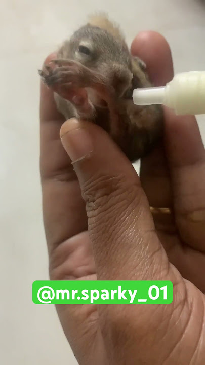 Brother of Mr.sparky | Feeding Milk | Indian Palm Squirrel | #squirrel #100 #mrsparky01 #chennai #tn