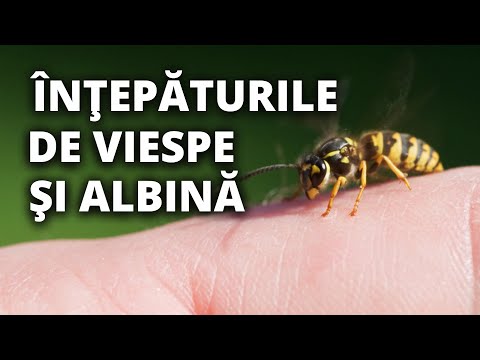 Video: 3 moduri de a ucide viespile