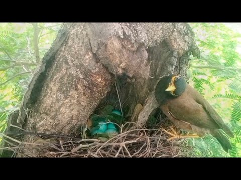 Common blackbirds lay five eggs and are close to hatching. [ @My Nest