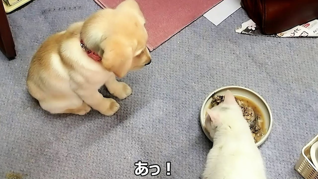 ボクのごはん 待て をしていたラブラドールの子犬が 猫にごはんを奪われる瞬間 哀愁動画 Retriever Life レトリーバーライフ