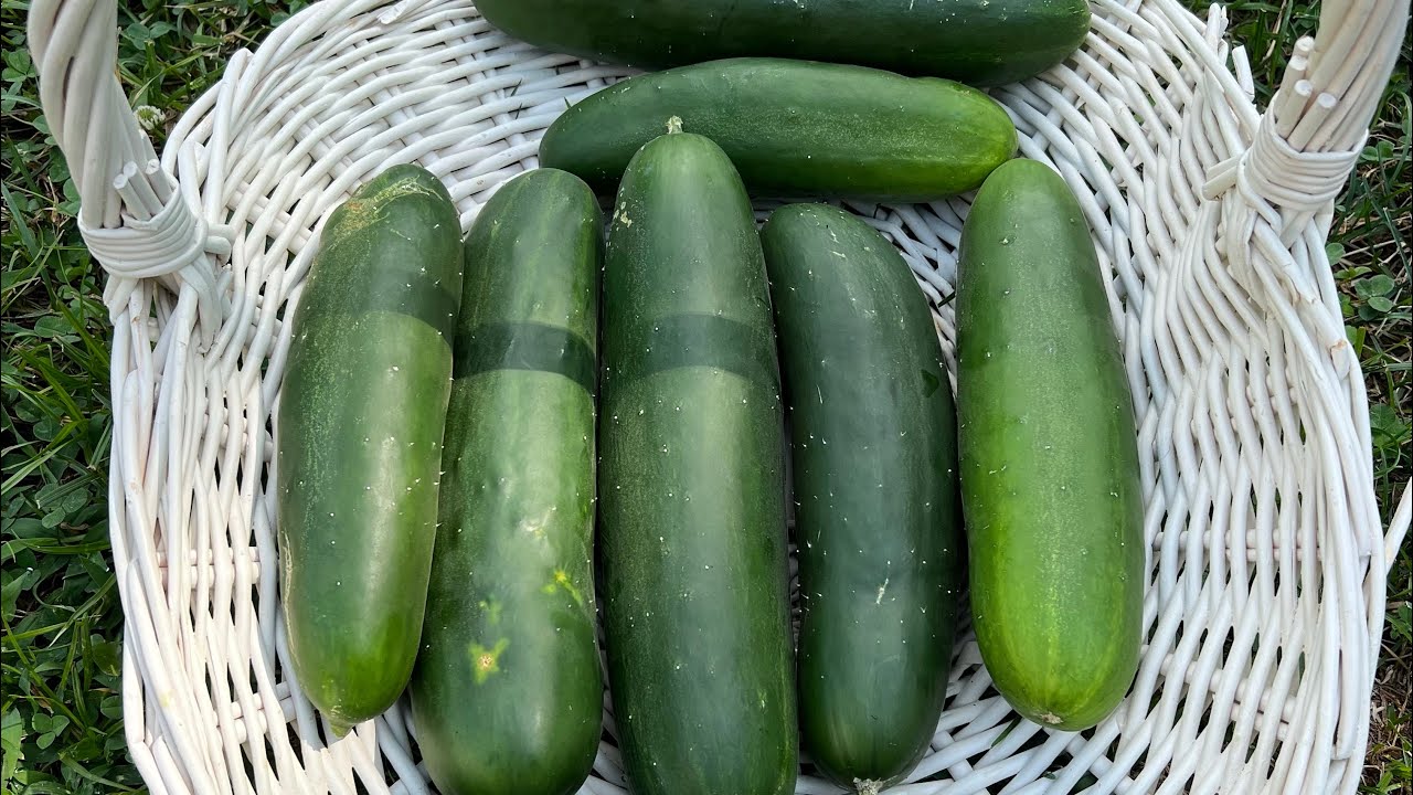 07/21/22 Straight eight cucumber harvest! 🥒 YouTube