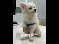 混沌的变化💔#小狗#博美