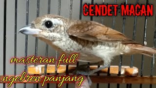 PENTET MACAN LOREK / CENDET MACAN gacor ngekek panjang | cocok untuk MASTERAN maupun pancingan