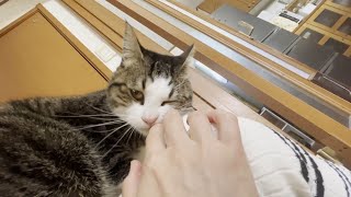 外出を察知して「行かないで攻撃」をはじめる猫