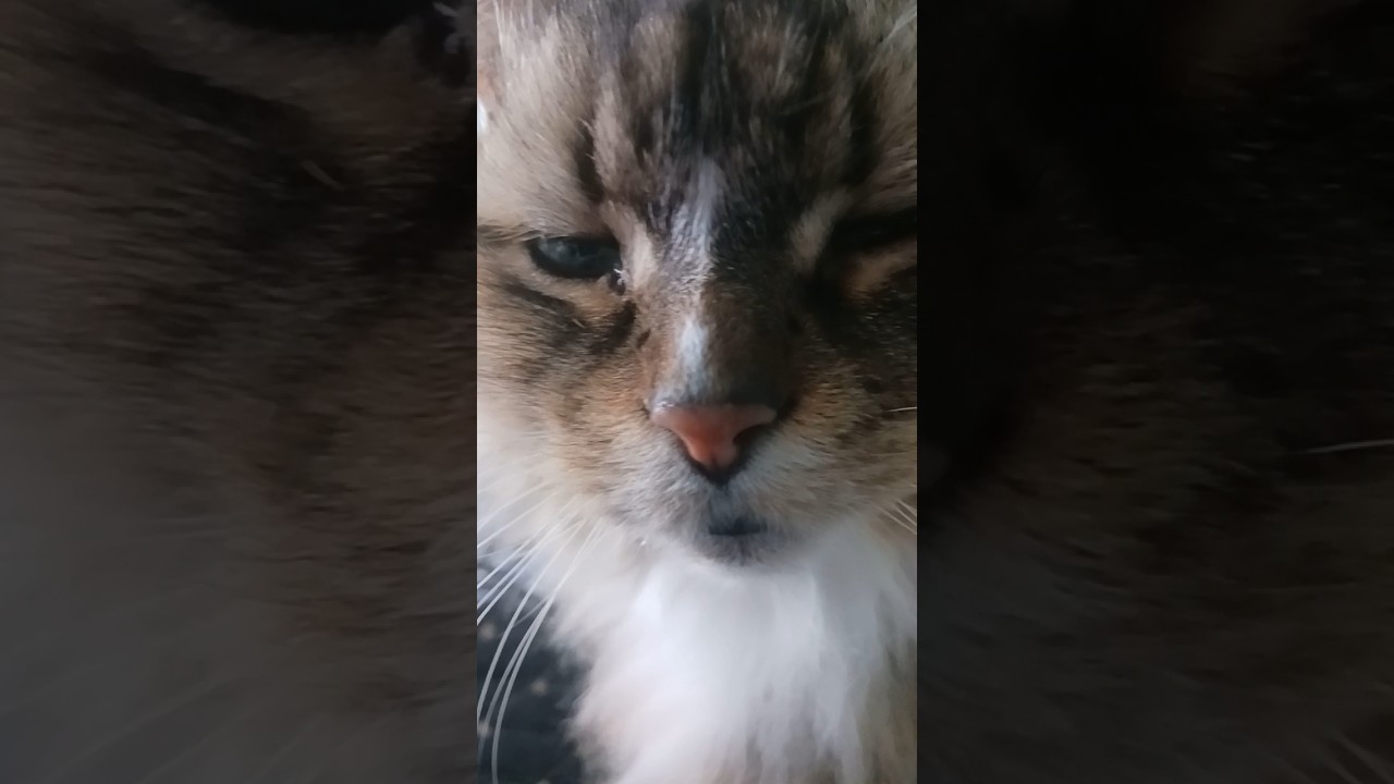 kittles scratch fever #cat #cats