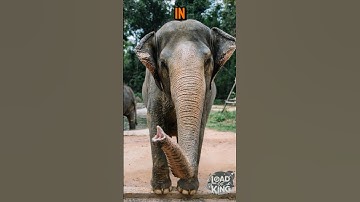 Elephants True King Of The Jungle #shorts