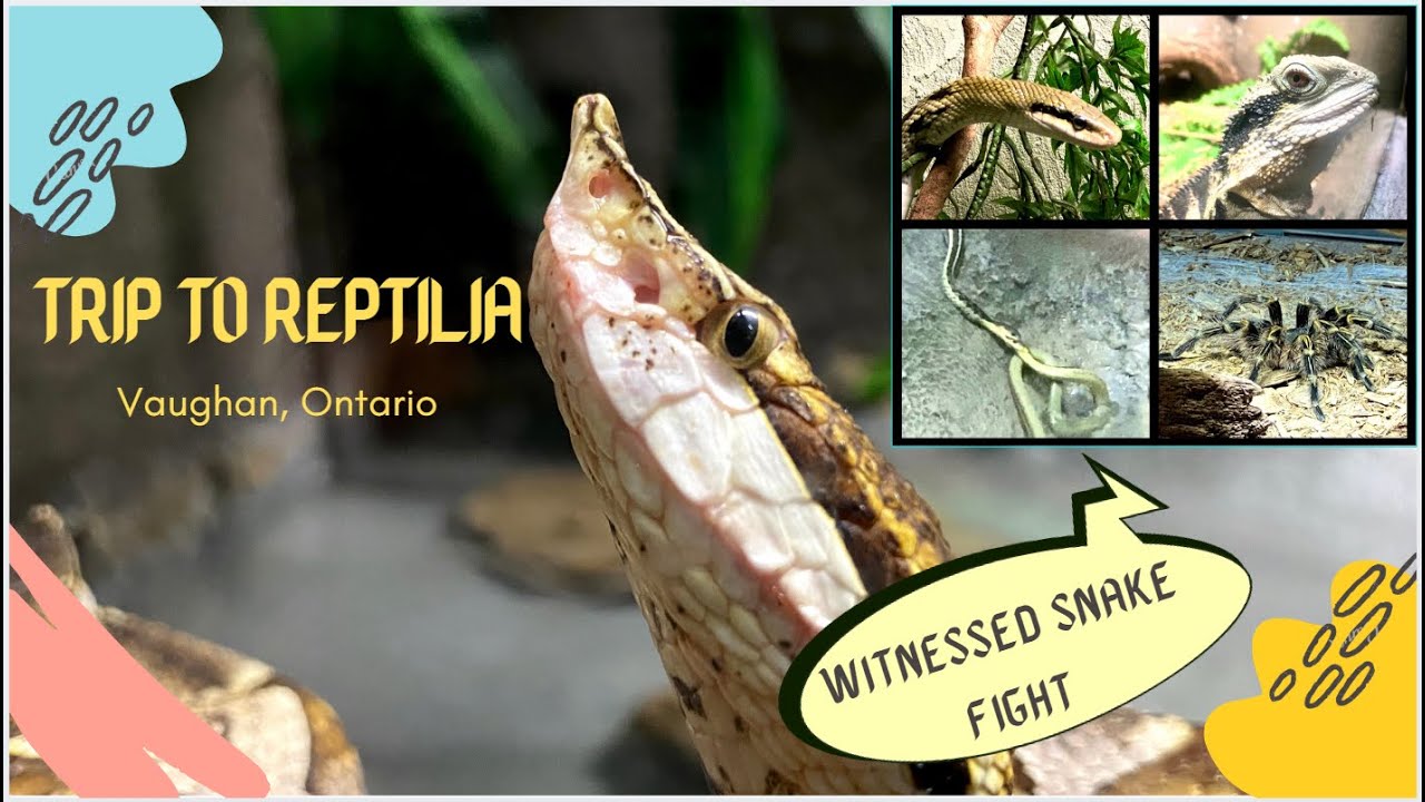 CANADA S BIGGEST REPTILE ZOO Reptilia In Vaughan Ontario canada-s-biggest-reptile-zoo-reptilia-in-vaughan-ontario