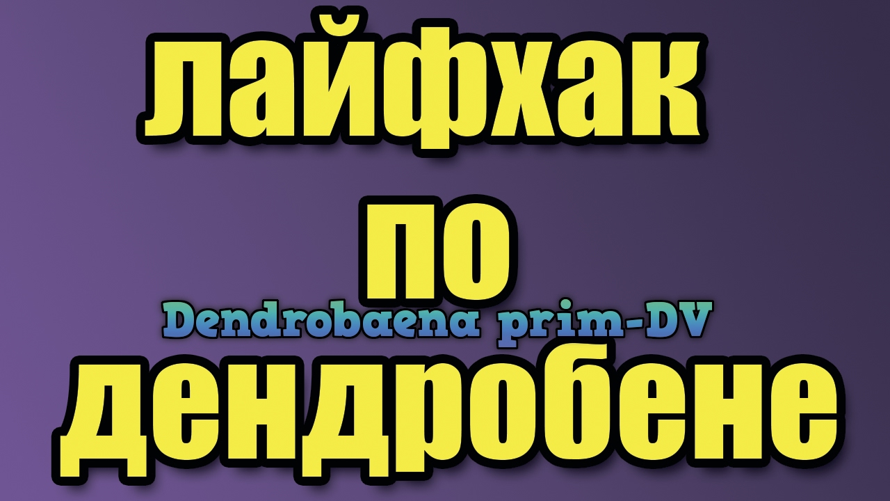 Как разводить дендробена в домашних условиях для рыбалки