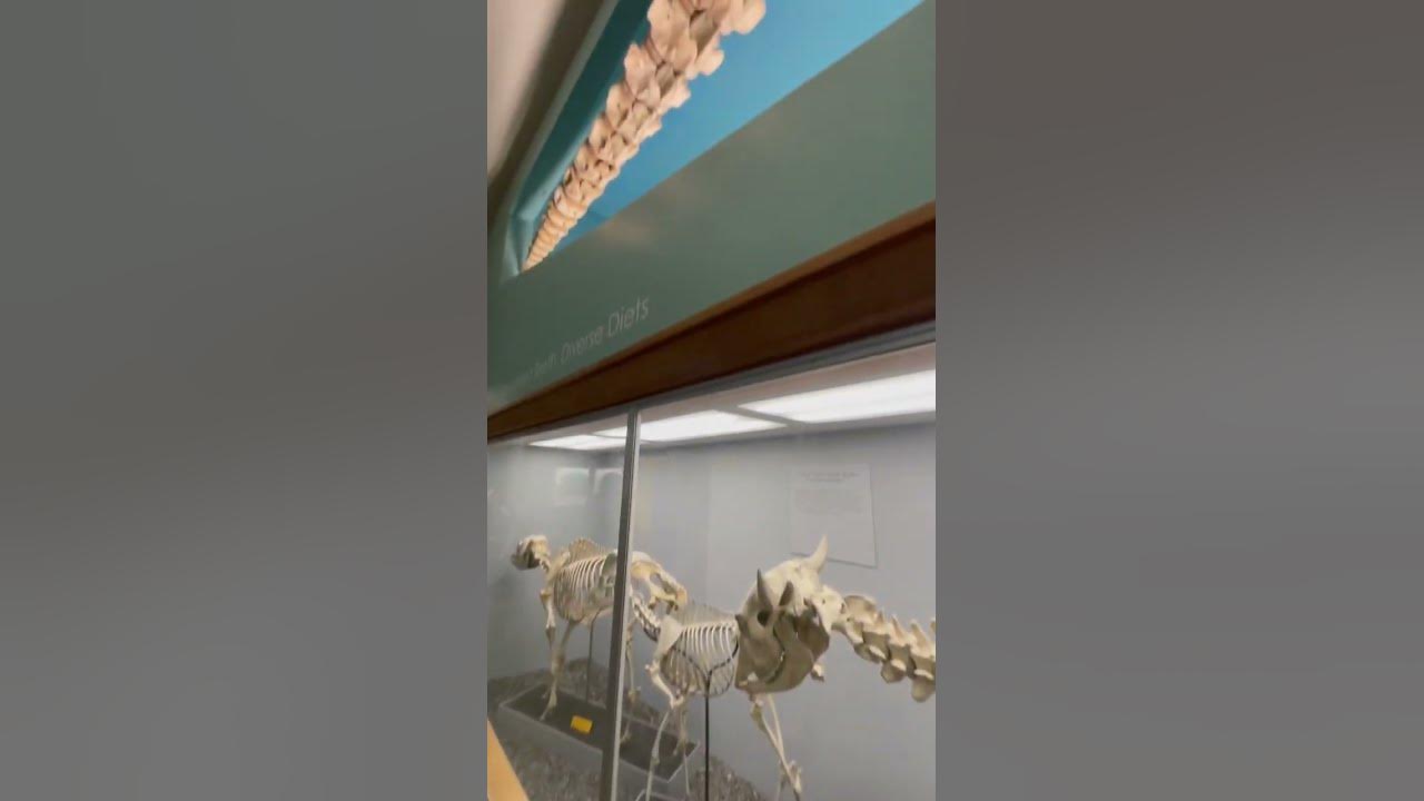 Buffalo & Beluga Whale Skeleton at the National Gallery of Art D.C